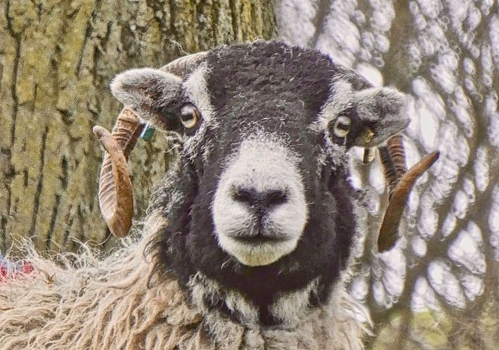 🧬Genome-wide association studies of parasite resistance, productivity and immunology traits in Scottish Blackface sheep🐑

 🔎Read the article here👇
doi.org/10.1016/j.anim…