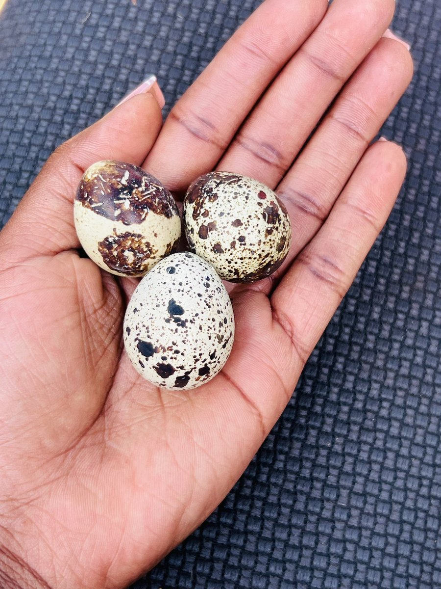 Flycorp_Farms's tweet photo. Discover the health benefits of our organic quail eggs! Not only do they boost immune function and improve vision, but they may also help treat allergies. Choose our organic quail eggs for a nutritious addition to your diet.

#FlycorpFarms https://t.co/MiGy4IofoM