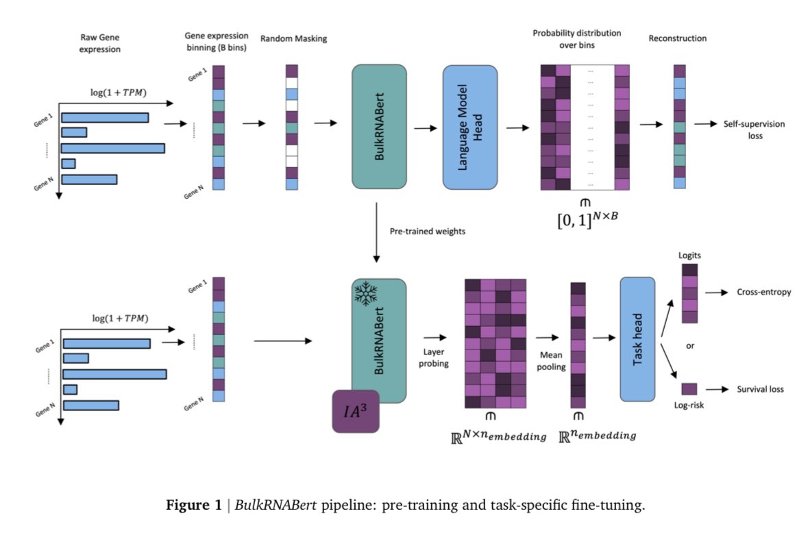 polpifer's tweet photo. 🧬🔍 InstaDeep introduces #BulkRNABert, an innovative language model leveraging bulk RNA-seq data for cancer prognosis. This tool represents a significant advancement in precision medicine, demonstrating remarkable improvements in cancer classification and survival predictions. #CancerResearch #AI
🧵1/10