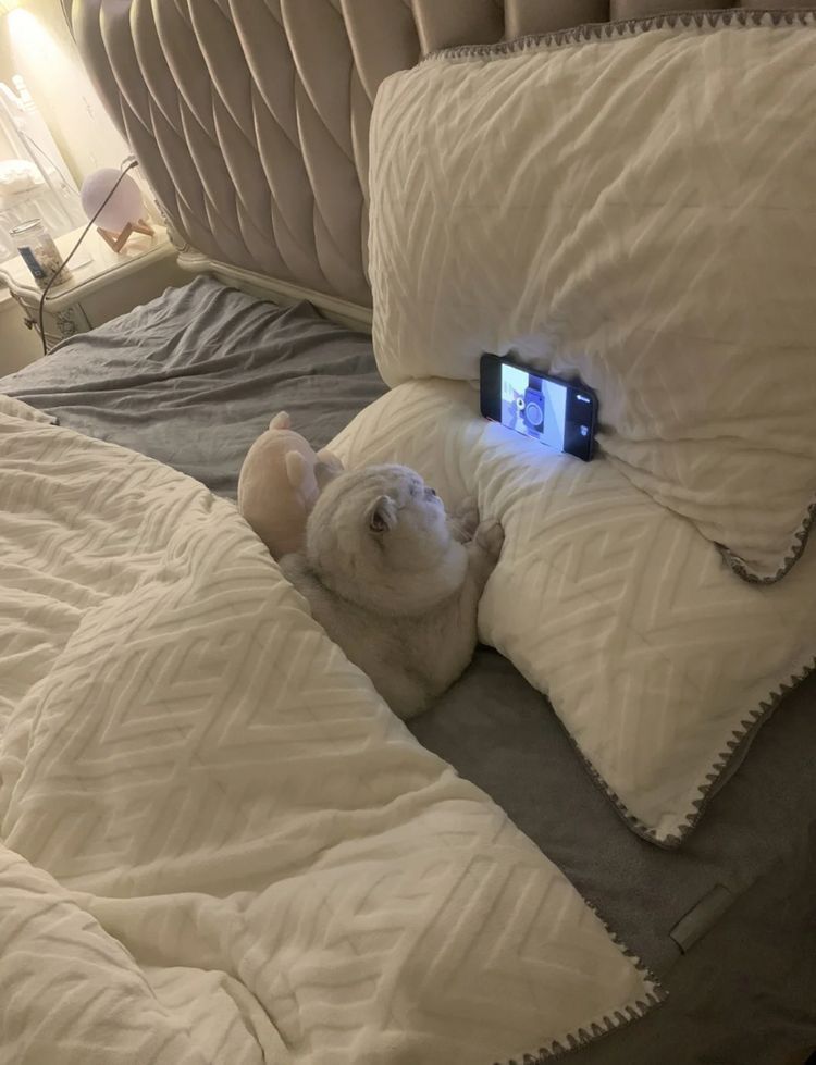 Comfy
