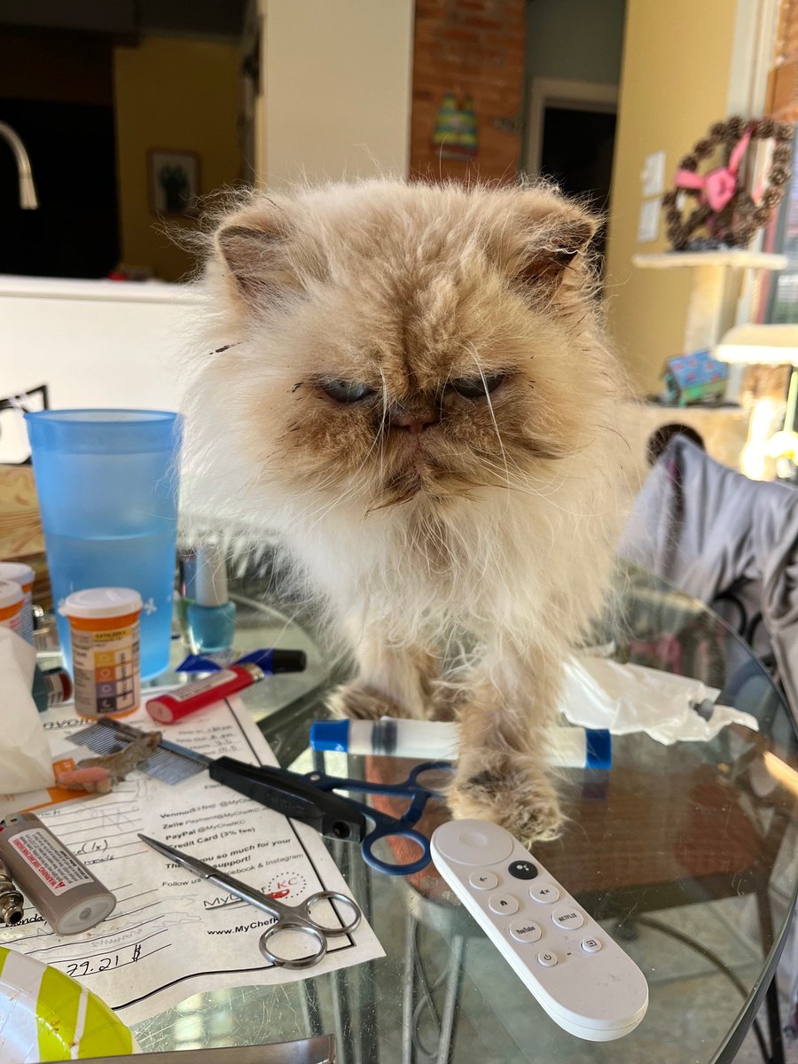 Homer here-me trying to get through all this stuff to see what Mommy has to eat. She says it's not for me, but me tries.  Me was unsuccessful! Do you try to eat your human's food? Have a good day Frens😻