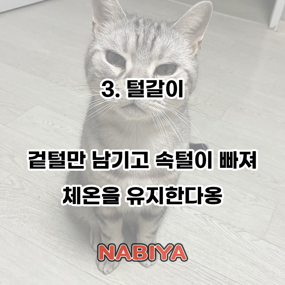 bandlazybone's tweet photo. 고양이박사 준다그릴스가 알려주는 고양이 꿀팁 전수!
요즘 같은 날씨에 고양이가 무더위를 이기는 법은???

레이지본 Single Album [나비야]
2024.07.02 12PM(KST)

#레이지본 #Lazybone
#나비야 #Nabiya https://t.co/2E4Bzb0y8k