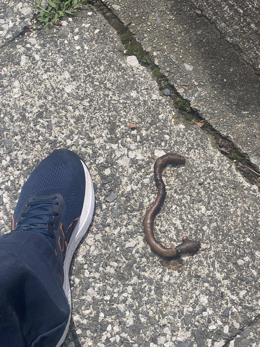 Goodness gracious. At least a foot long