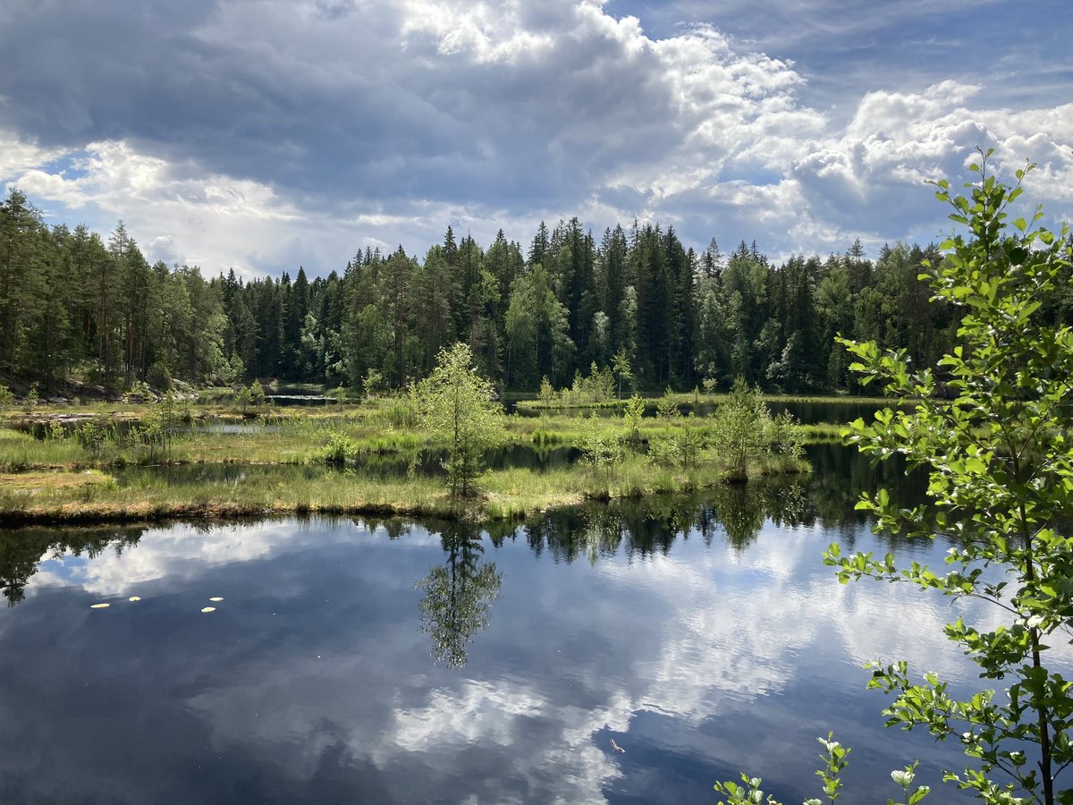 Nuuksion Mustalammessa on kelluvia turvelauttoja. Liikkuvat pienine puineen tuulen mukana.