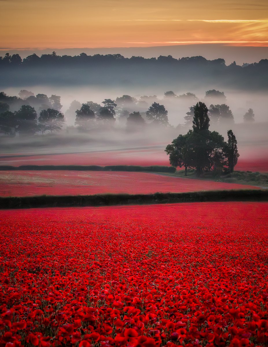 Verity Milligan tweet media