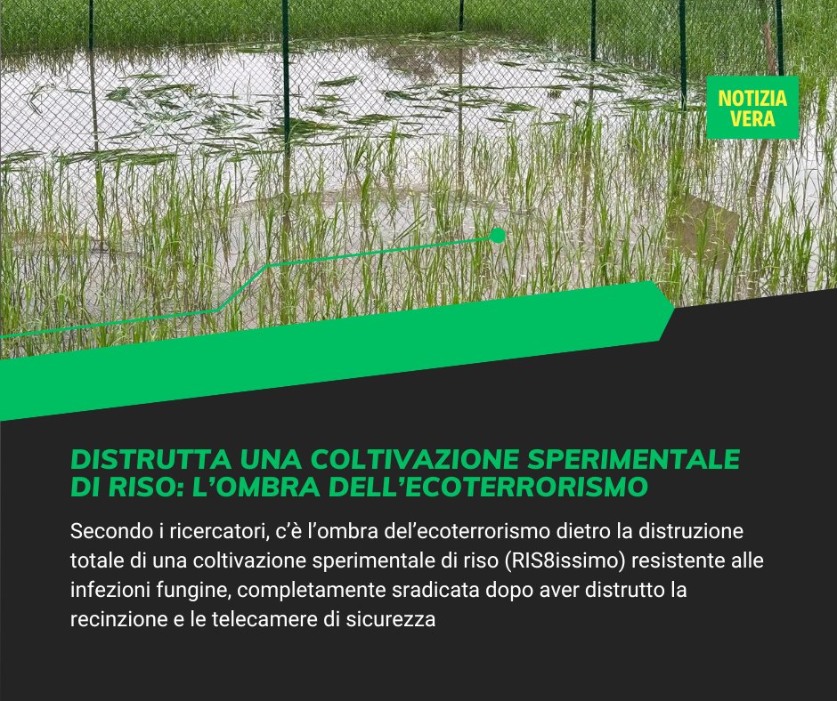 filogicoX's tweet photo. La distruzione del #RIS8issimo, piantagione sperimentale di #riso resistente al #brusone a #Pavia mette le lancette della ricerca indietro e fa temere per il ritorno dell'#ecoterrorismo
Per dettagli: https://t.co/yMMDOhcVz7 https://t.co/bVVSS3TYwf