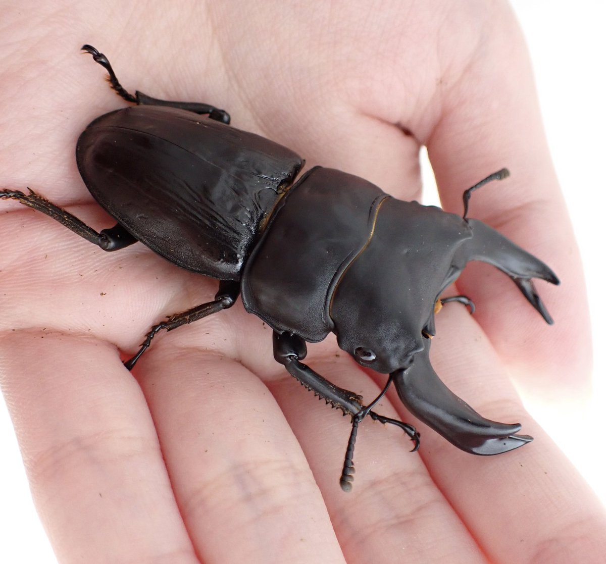 45ライン
この形は残したい