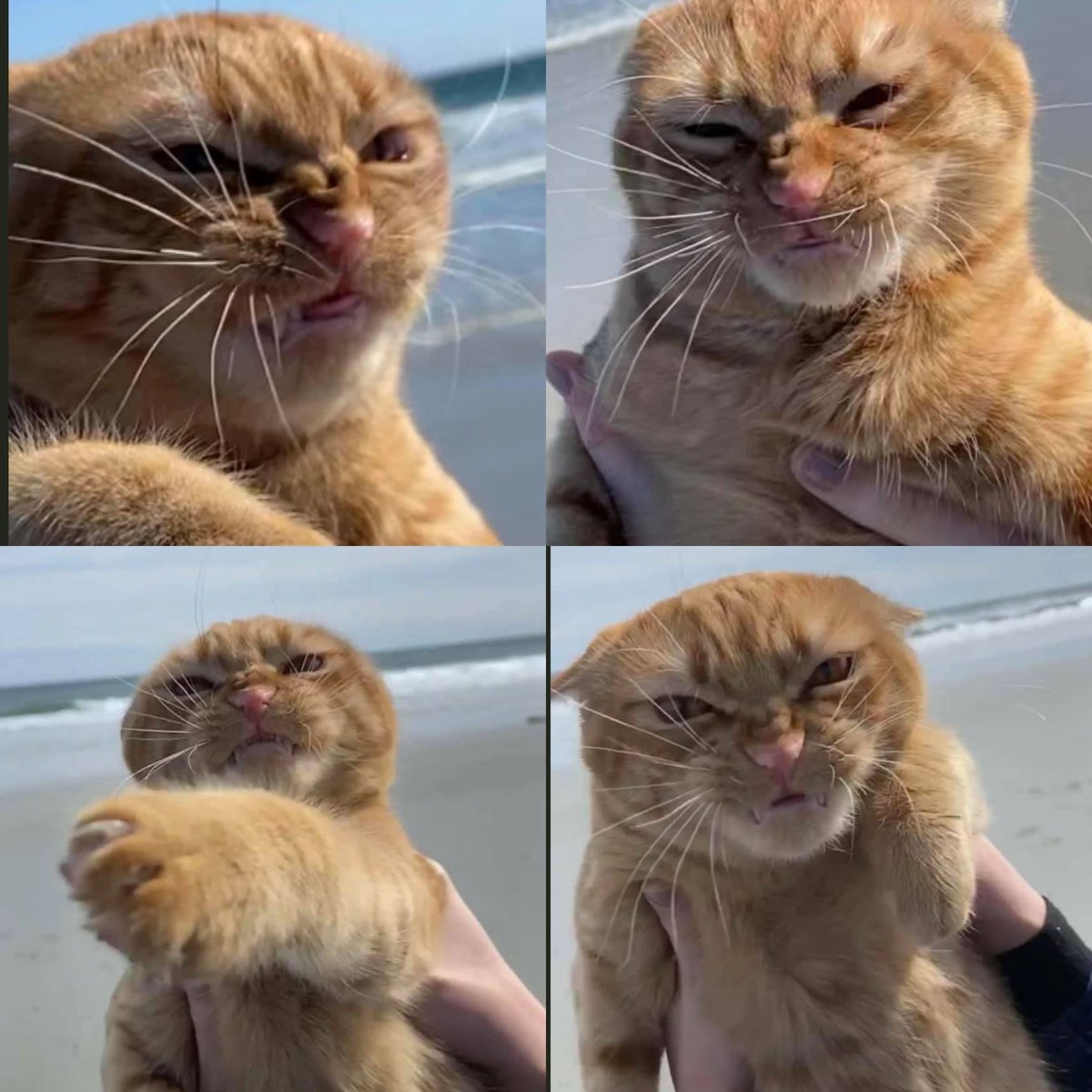 pumpkin hates windy beach