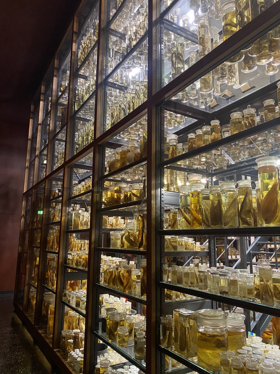 At the Museum Fur Naturkunde Berlin (Natural History Museum Berlin) - love this incredibly beautiful glass display of wet collections of fishes #ichthyology