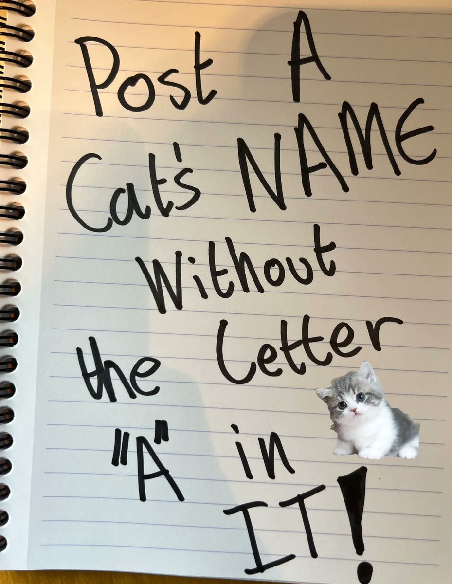 Why you should have a cat tweet media