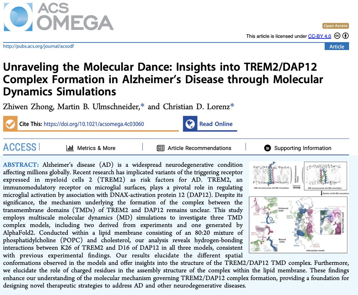 Lorenz Lab (@lorenz_lab) on Twitter photo Our latest paper in collab. w/ <a href="/UlmschneiderG/">Ulmschneider group</a> is available in <a href="/ACS_Omega/">ACS_Omega</a>. In it, <a href="/zhiwen_zhong/">Zhiwen Zhong</a> used MD simulations to identify the key pairs of residues in the TMDs of the TREM2 and DAP12 proteins that stabilise the complex that they form. 👀 bit.ly/4czeQ9j 1/2 Our latest paper in collab. w/ <a href="/UlmschneiderG/">Ulmschneider group</a> is available in <a href="/ACS_Omega/">ACS_Omega</a>. In it, <a href="/zhiwen_zhong/">Zhiwen Zhong</a> used MD simulations to identify the key pairs of residues in the TMDs of the TREM2 and DAP12 proteins that stabilise the complex that they form. 👀 bit.ly/4czeQ9j 1/2