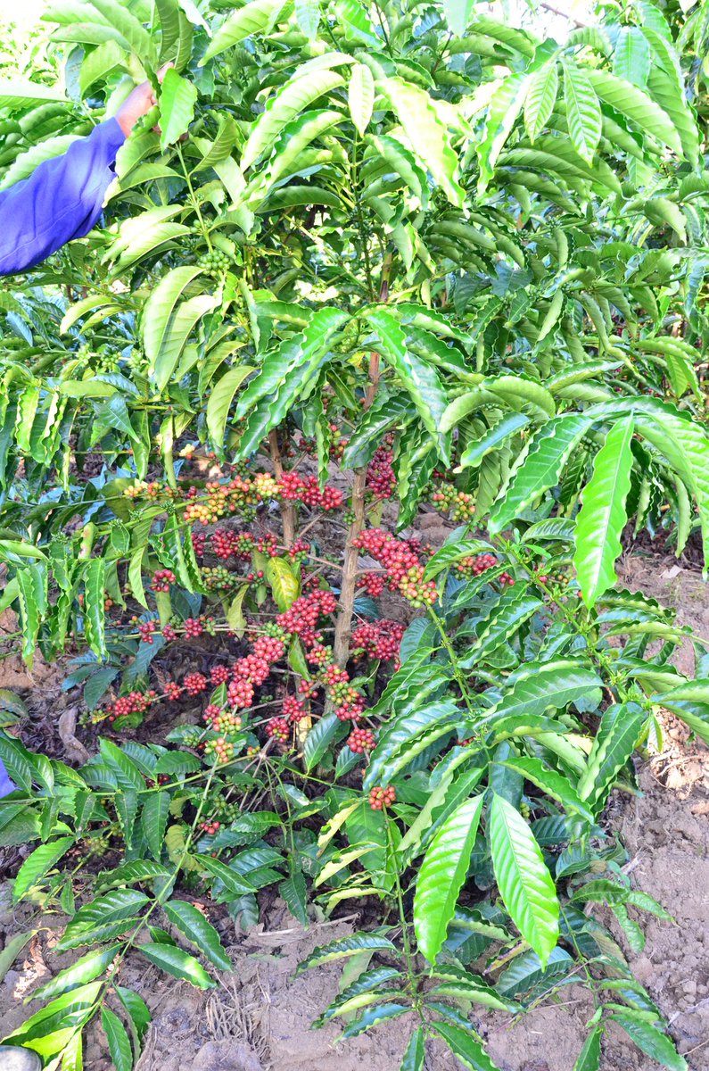 #10YearsOfCoffeeInnovations
NaCORI SAVES 🇺🇬  LOSS OF SH247B:
🇺🇬 was hit by the Coffee Wilt Diese in 1993.<a href="/NaCORIUganda/">National Coffee Research Institute Uganda (NaCORI)</a> developed 7 CWDr lines - KR varieties. These helped to reduce the disease impact + increased🍒production volumes (4.5m bags in 2015 to 8m in 2021).#August8