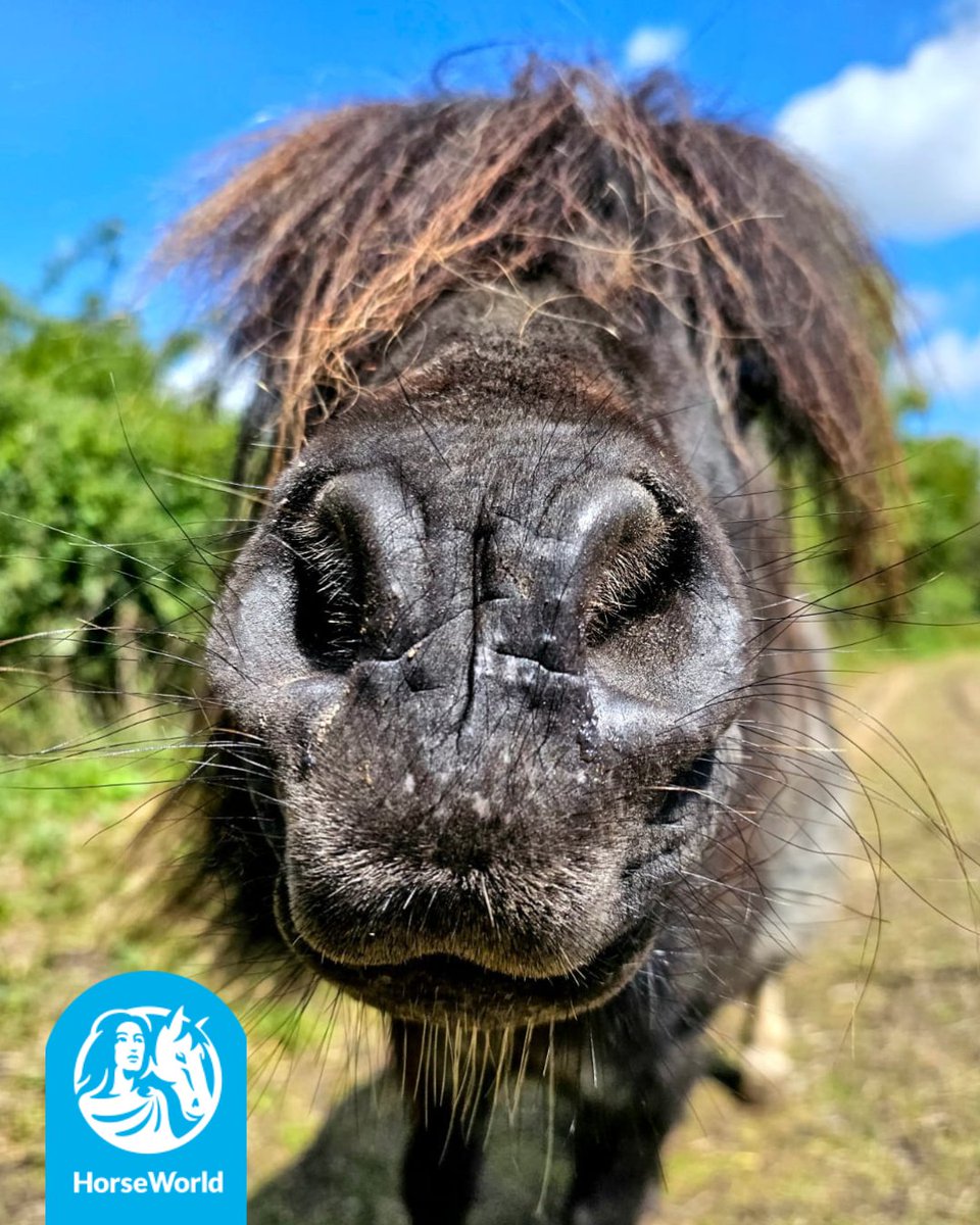 HorseWorldTrust's tweet photo. A nose boop from this little fella is guaranteed to put a smile on your face!π
Aside from being the absolute cutest, we are so proud of Artful Dodger for being so brave recently.
Our little superstar!π€©
#ShetlandPony #Adorable #NoseBoop #CutePonies #HorseRescue #RescuePony https://t.co/nLdqzCMjVi