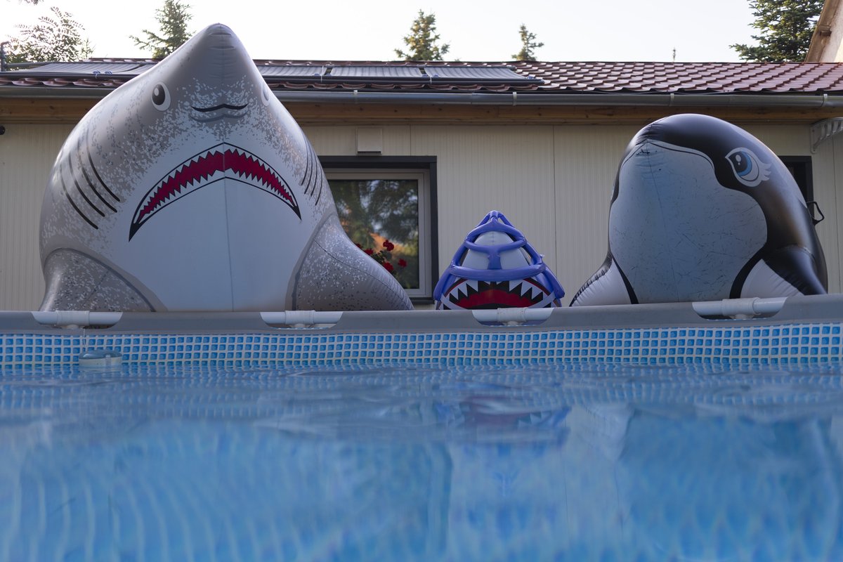 milvusbuteo's tweet photo. Instructions unclear, shark stuck on roof #pooltoy #inflatable https://t.co/8u3vAni12F