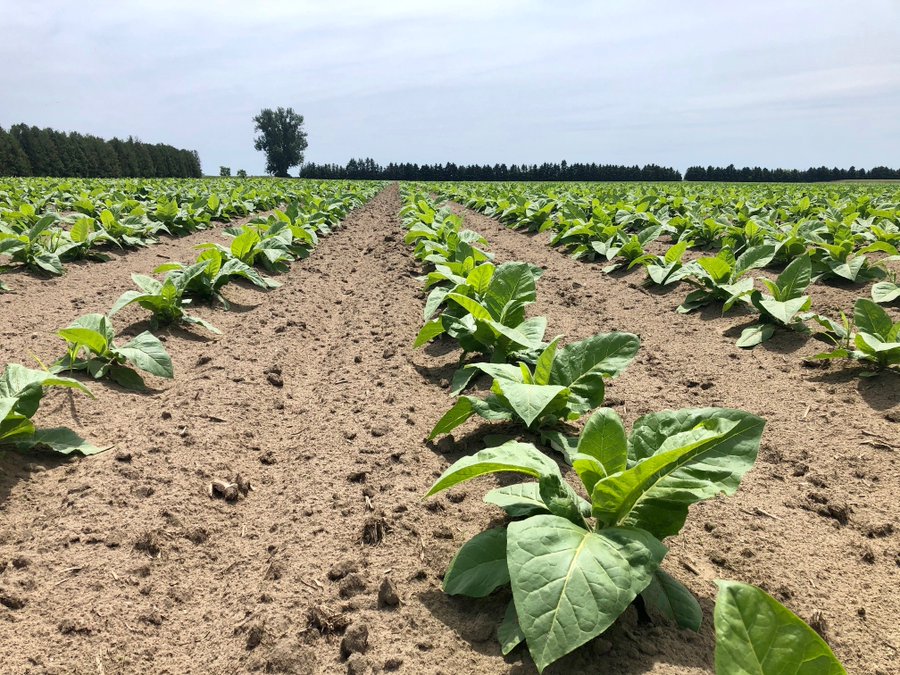 DiPel is a proven BT #insecticide targeting destructive hornworms that feed on your tobacco crop. When ingested by the worm feeding stops almost immediately. For application recommendations visit bit.ly/3qk01oP