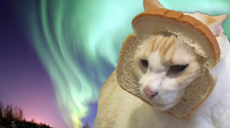 CatWifBread tweet media