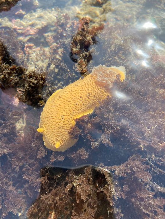 BLMOregon's tweet photo. If you smell something lemony at the Yaquina Head tidepools, the likely culprit is the sea lemon!
Bigger than many of the other nudibranchs found in the Cobble Beach tidepools, the sea lemon is said to have a fruity scent that may deter predators. #TidepoolTuesday https://t.co/aIXevspS6P