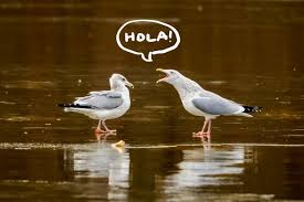 We want YOU!
UT OLLI enrollment is currently open to join for the 2024-25 program year. 
We offer academic AND experiential classes such as Pickleball, Yoga, and Beginner Conversational Spanish.
Learn more and begin enrollment here: olli.utexas.edu