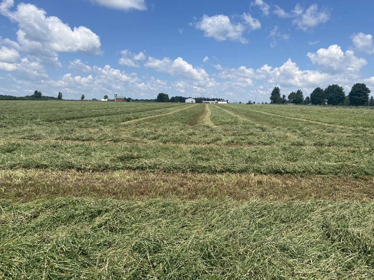 Good crop if we can get it dry !