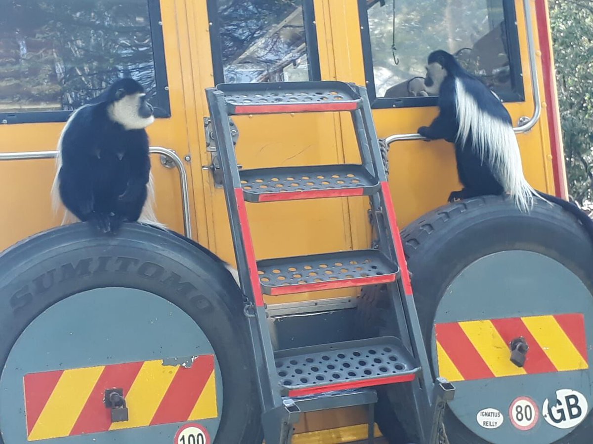 We've made some new friends recently - the colobus monkeys to be exact - at the Lake Naivasha campsite in Kenya 😆

Photos courtesy of "Smiley" 👊