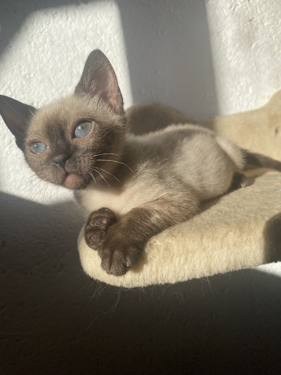 Se puede saber porque aún no tenemos familia?
🐱🐱🐱🐱
Sabemos que estás ahí y te estamos esperando. Tu a que esperas? ☹️