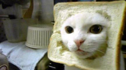 CatWifBread tweet media