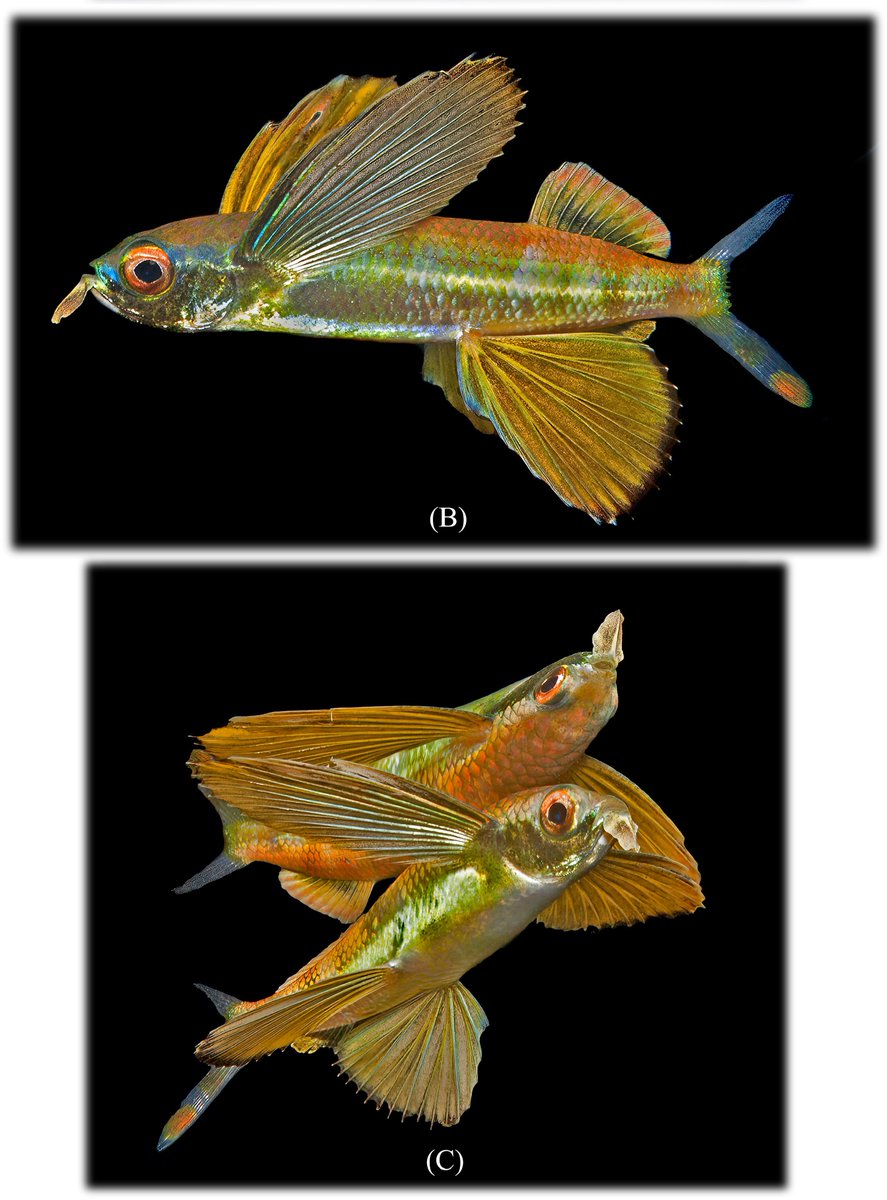 FishInTheNews's tweet photo. #NewSpeciesAlert - A review of the FlyingFish 𝐶𝑦𝑝𝑠𝑒𝑙𝑢𝑟𝑢𝑠 (#Exocoetidae). Part 3. Revision of the subgenus #𝐶𝑦𝑝𝑠𝑒𝑙𝑢𝑟𝑢𝑠 s.str. with descriptions of one #NewSpecies & four new subspecies.
🔒 https://t.co/rJRwNqm4Yk https://t.co/loY5w9UsXy
