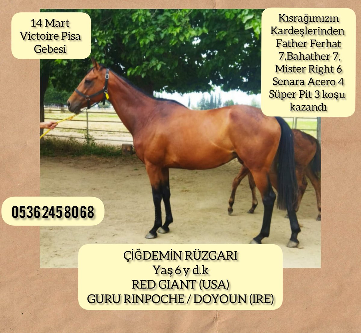 varmitalip.com.tr/index.php?rout… #KuzeyKafkasyalı ve #VictoirePisa Gebesi 2 damızlık kısrak Paket halinde ŞOK FİYAT 450 bin tl. <a href="/GenceroSair/">Şair Gençer O.</a>  #varmitalip #İdmanda #KoşanAtlar  #TercihliKısraklar #GebeKısraklar #ArapTaylar #İngilizTaylar #Yearling #ArabianHorses #Stallion  05362458068