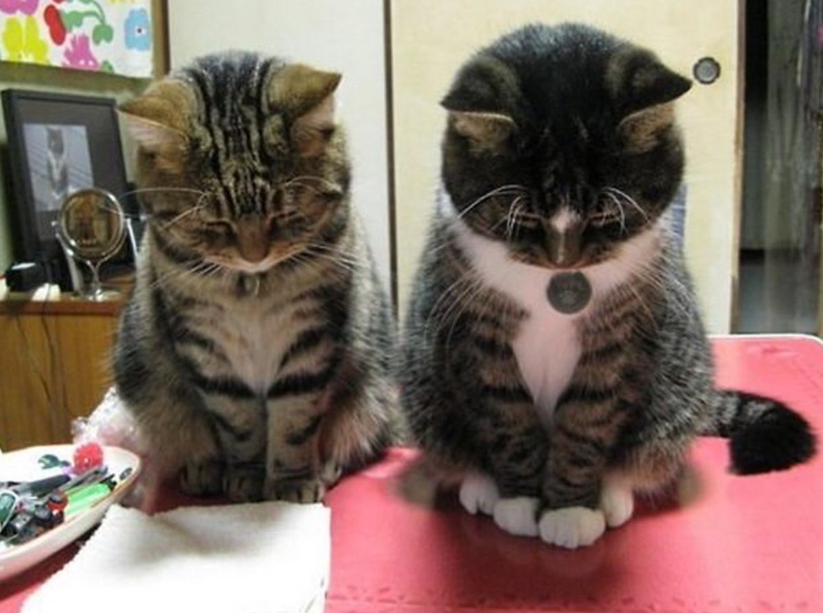 - On savait que c’était dangereux de faire pipi sur la multiprise de la télé
- Mais on n’avait jamais essayé