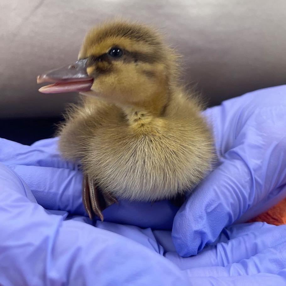 Pumpkin’s Wildlife Hospital tweet media