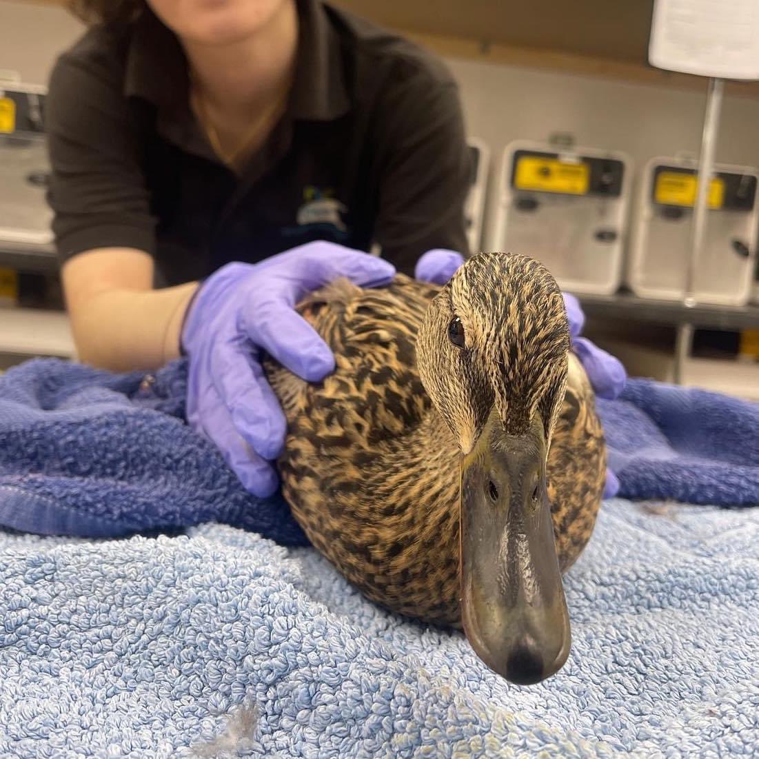 Pumpkin’s Wildlife Hospital tweet media