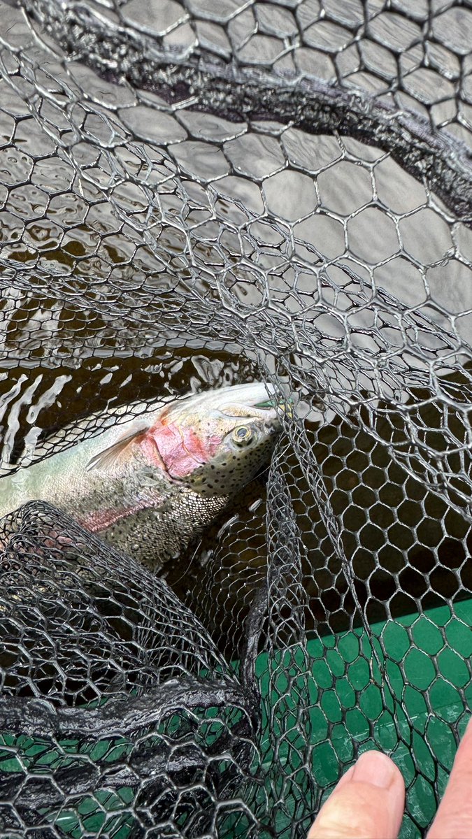 hopper68's tweet image. Had some good fun with this trio on Menteith lol #flyfishing