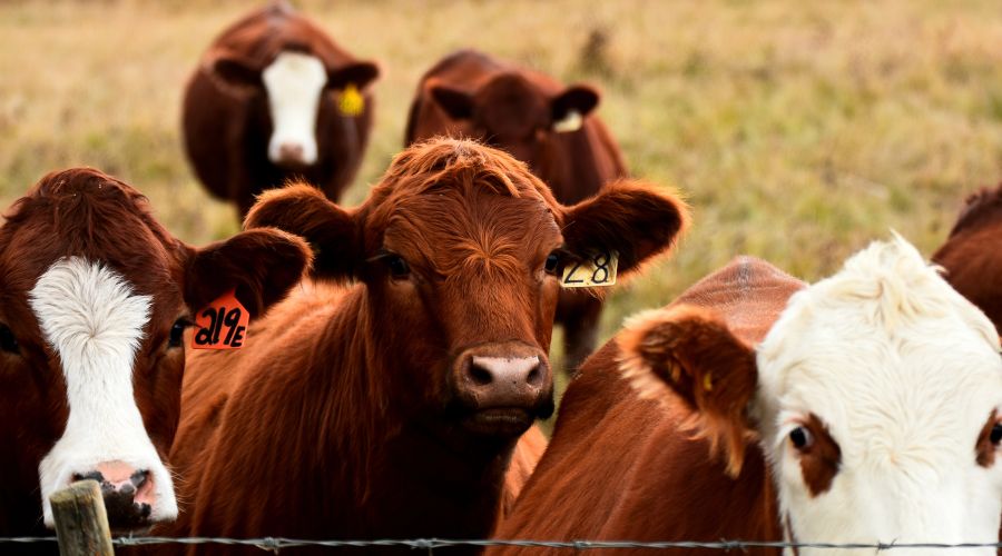 Farmers Guide (@farmersguide) on Twitter photo Bluetongue virus (BTV) transmission is now possible in high-risk counties across England due to recent warm weather, an expert warns ❌⚠️
farmersguide.co.uk/livestock/anim…
#bluetongue #BTV #livestock #animalhealth <a href="/Pirbright_Inst/">The Pirbright Institute</a> Bluetongue virus (BTV) transmission is now possible in high-risk counties across England due to recent warm weather, an expert warns ❌⚠️
farmersguide.co.uk/livestock/anim…
#bluetongue #BTV #livestock #animalhealth <a href="/Pirbright_Inst/">The Pirbright Institute</a>