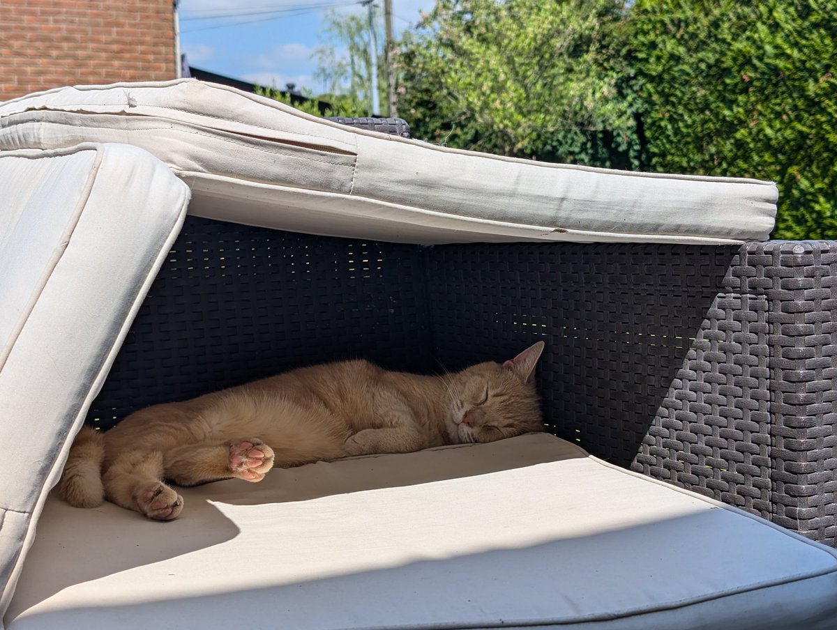 MekanoTheCat's tweet photo. Il fait chaud, on se trouve un petit coin d'ombre pour la sieste cette après midi 😺 https://t.co/dWgQCan7Wg