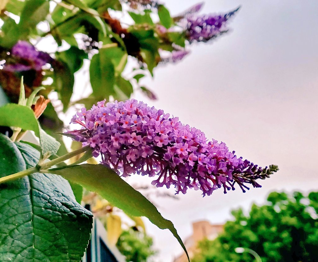 AnaMaraNicols2's tweet photo. Arbusto de las mariposas, lila de las mariposas,  baileya/ butterfly bushes  #Arbustodelasmariposas #liladelasmariposas  #baileya #buddlejadavidii #butterflybush 
#summer #verano 
#LaRioja  #Logroño  #Ebro #naturaleza #nature
#naturelovers #NatureBeauty #NaturePhotography https://t.co/rOfKrGVZNS