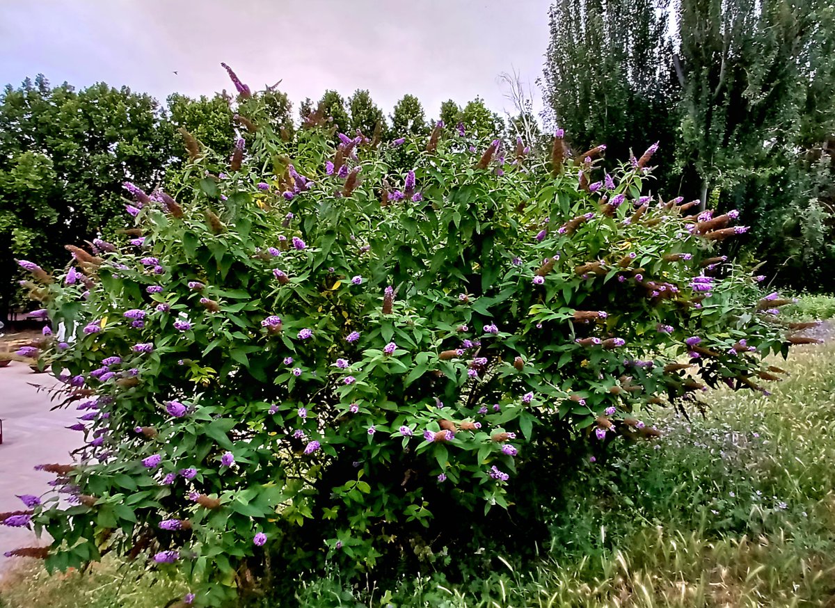 AnaMaraNicols2's tweet photo. Arbusto de las mariposas, lila de las mariposas,  baileya/ butterfly bushes  #Arbustodelasmariposas #liladelasmariposas  #baileya #buddlejadavidii #butterflybush 
#summer #verano 
#LaRioja  #Logroño  #Ebro #naturaleza #nature
#naturelovers #NatureBeauty #NaturePhotography https://t.co/rOfKrGVZNS