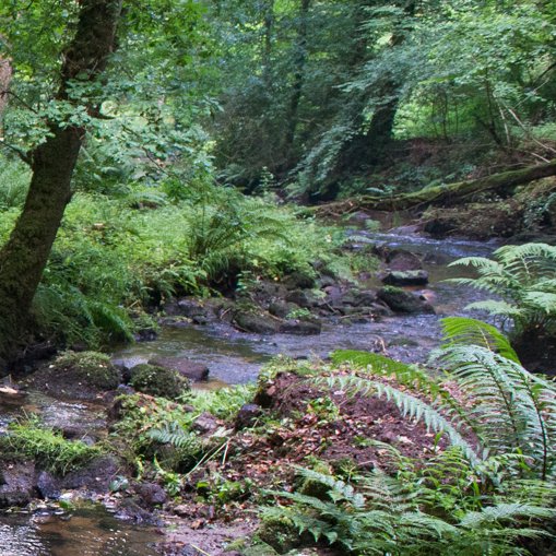 [Webinaire] #ripisylve et #changementclimatique, le 2 juillet à 14h30 organisé par <a href="/_astee/">Astee 💧♻️</a> <a href="/OFBiodiversite/">Office français de la biodiversité</a> <a href="/Cours_deau/">CDR Cours d'eau</a> <a href="/IDEAL_Co/">idealCO</a> 
👉Inscription gratuite lnkd.in/dzEq2Dfv