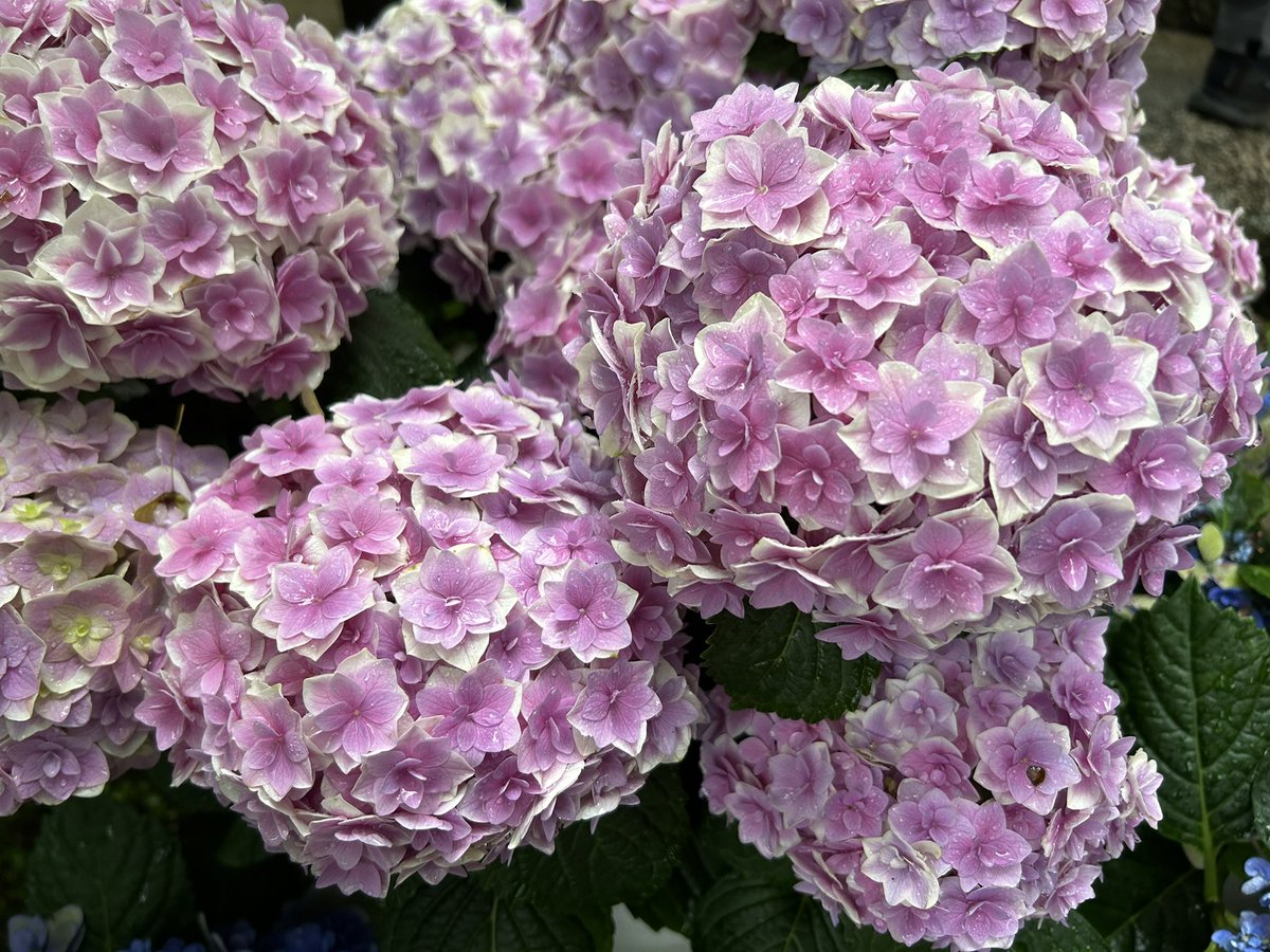 PurpleDrop1_14's tweet photo. いつのまにか．．うれしい🩷6月の紫陽花🩷に出会えるステキな🩷シーズン🩷が過ぎてゆきます．．いつも見てくださっているあなた🩷へ　小さな紫陽花🩷の花びらに．．ステキなエネルギー🩷を込めて🩷送ります🩷 https://t.co/1d4QvllOVx