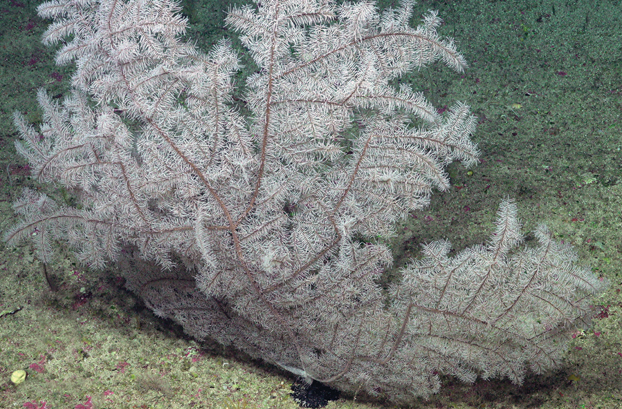 ZooKeys_Journal's tweet image. 🤩 The first new black coral family🪸 discovered in 18 years, published in our journal: doi.org/10.3897/zookey…

#deepsea #fauna #phylogenetics @RadicalMicrobe @quattrinia @NMNH @whoi