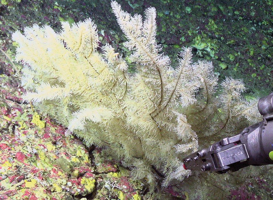 ZooKeys_Journal's tweet image. 🤩 The first new black coral family🪸 discovered in 18 years, published in our journal: doi.org/10.3897/zookey…

#deepsea #fauna #phylogenetics @RadicalMicrobe @quattrinia @NMNH @whoi