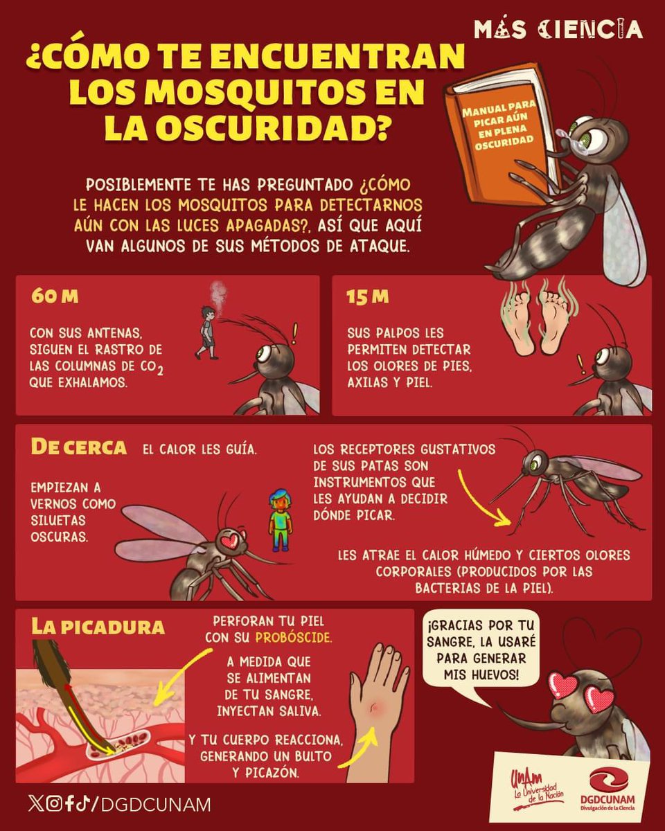 DGDCUNAM's tweet photo. 🦟¿Cómo le hacen los mosquitos para picarte, aún cuando es de noche?🩸

El "secreto" no está en la vista.
#MásCiencia https://t.co/Le6s0o7JqJ
