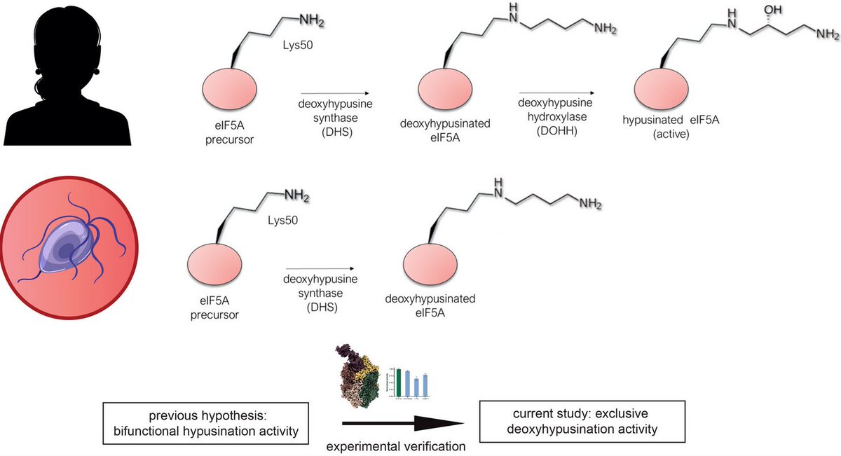 Our latest paper on #hypusination in the human parasite T. vaginalis is out now in <a href="/FEBSJournal/">The FEBS Journal</a> ! 

<a href="/GrudnikPgrudnik/">Przemyslaw Grudnik</a> <a href="/P1Wilk/">Piotr Wilk</a> <a href="/SOLARIS_science/">SOLARIS Centre</a> <a href="/HzbMxde/">HZB-MXde</a> <a href="/NCN_PL/">Narodowe Centrum Nauki</a> 

We performed structural characterization of hypusination axis components and the deoxyhypusination complex. [1]