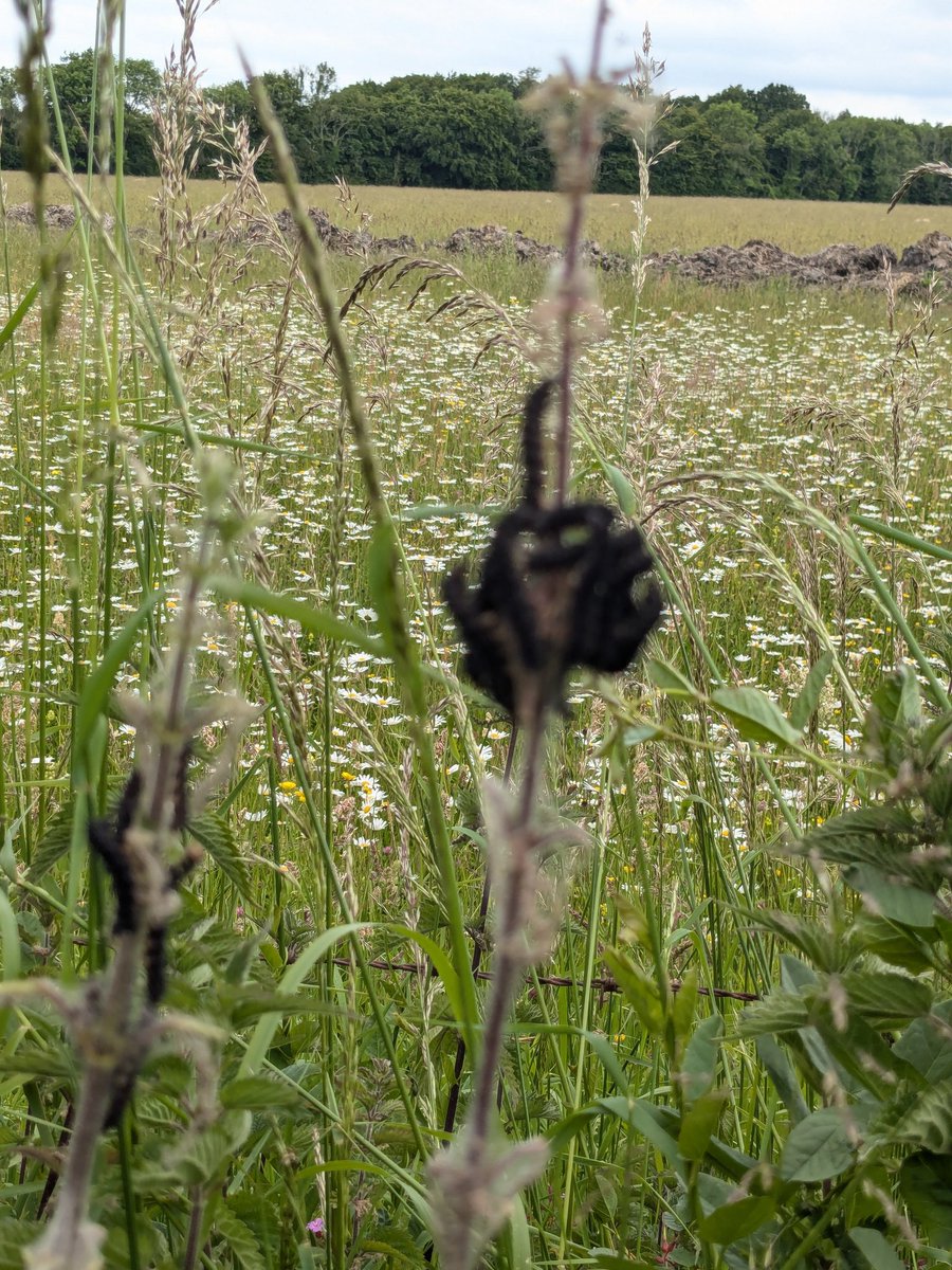 It's been a TERRIBLE June for butterflies so I was over the moon to find these Peacock butterfly caterpillars on some stinging nettles at the edge of one of our fields. Totally justifies my refusal to cut down nettles!