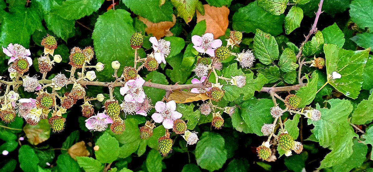 AnaMaraNicols2's tweet image. Zarzamora/ blackberry bush, brambleberry bush
#zarzamora #blackberrybush #brambleberrybush #blackripeberries #summerflowers #summer#verano #trees
#LaRioja  #Logroño #Ebro #naturaleza #nature
#naturelovers #NatureBeauty #NaturePhotography #wildlife #picoftheday #PlantATree