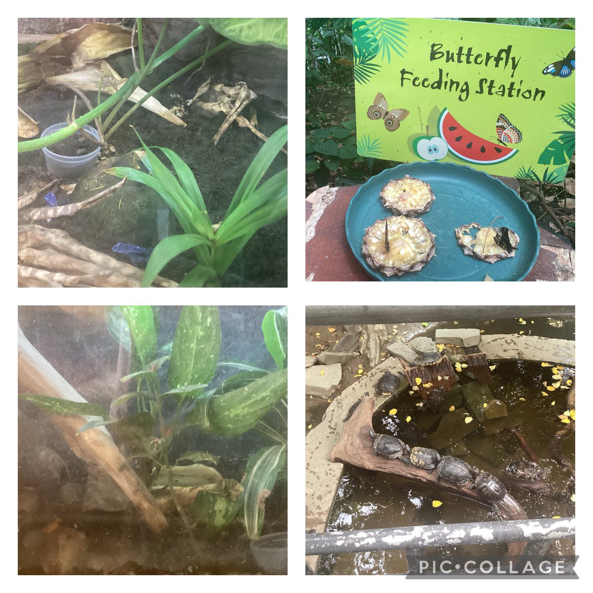 HendalPS's tweet photo. 3A have had a wonderful time learning all about the plants and animals that live in the rainforest to support their geography topic 🦋 🐒🐍🦎#TropicalWorldLeeds #Rainforest #butterflies #plants #OrcaClass https://t.co/O1LfUdsShk