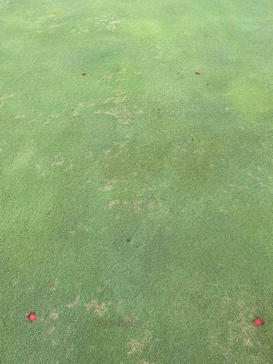 turfbutler's tweet image. Despite the abnormally dry spell here in Raleigh, NC, we are starting to see brown patch on tall fescue and creeping bentgrass (dollar spot fading a bit). I imagine a lot of diseases will explode once we start getting frequent afternoon storms, so have your prevent apps out! 👍