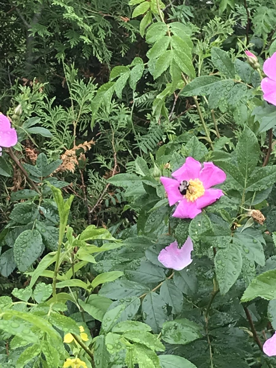 dawnymock's tweet image. #runview