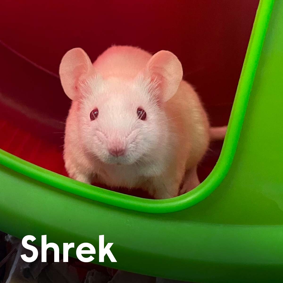 WoodgreenPets's tweet photo. Shrek, Donkey and Puss in Boots are looking for their own kind of swamp! These mice are full of charm, and deserve a fairytale happy-ever-after, even if it’s not in Far Far Away land! 🏰 #MeetOurPets https://t.co/YpF9YvAcha https://t.co/OnCMcutecQ