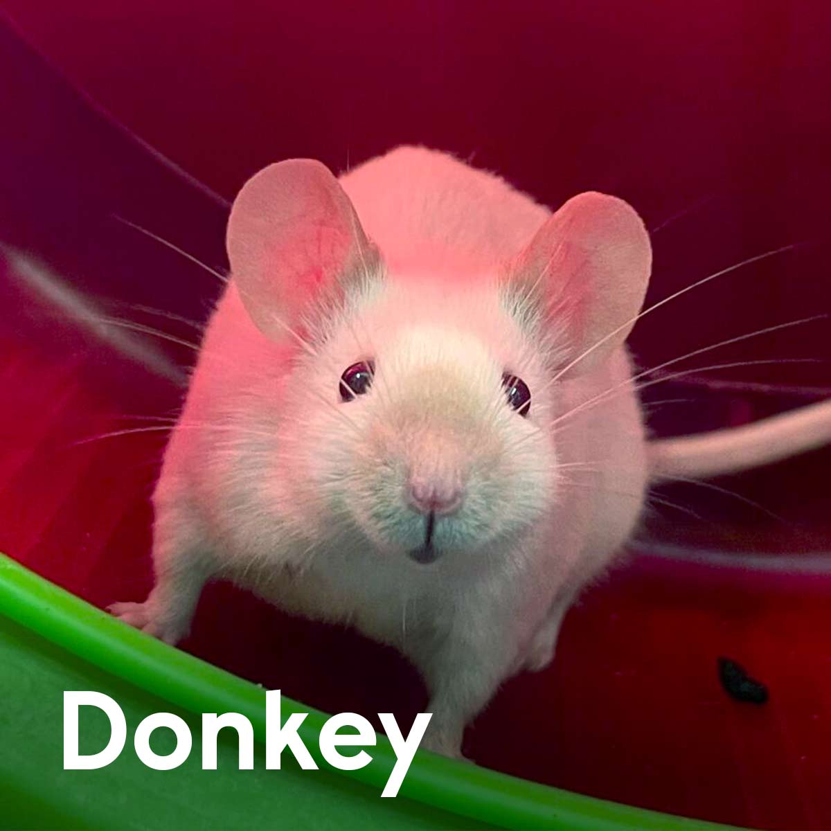 WoodgreenPets's tweet photo. Shrek, Donkey and Puss in Boots are looking for their own kind of swamp! These mice are full of charm, and deserve a fairytale happy-ever-after, even if it’s not in Far Far Away land! 🏰 #MeetOurPets https://t.co/YpF9YvAcha https://t.co/OnCMcutecQ