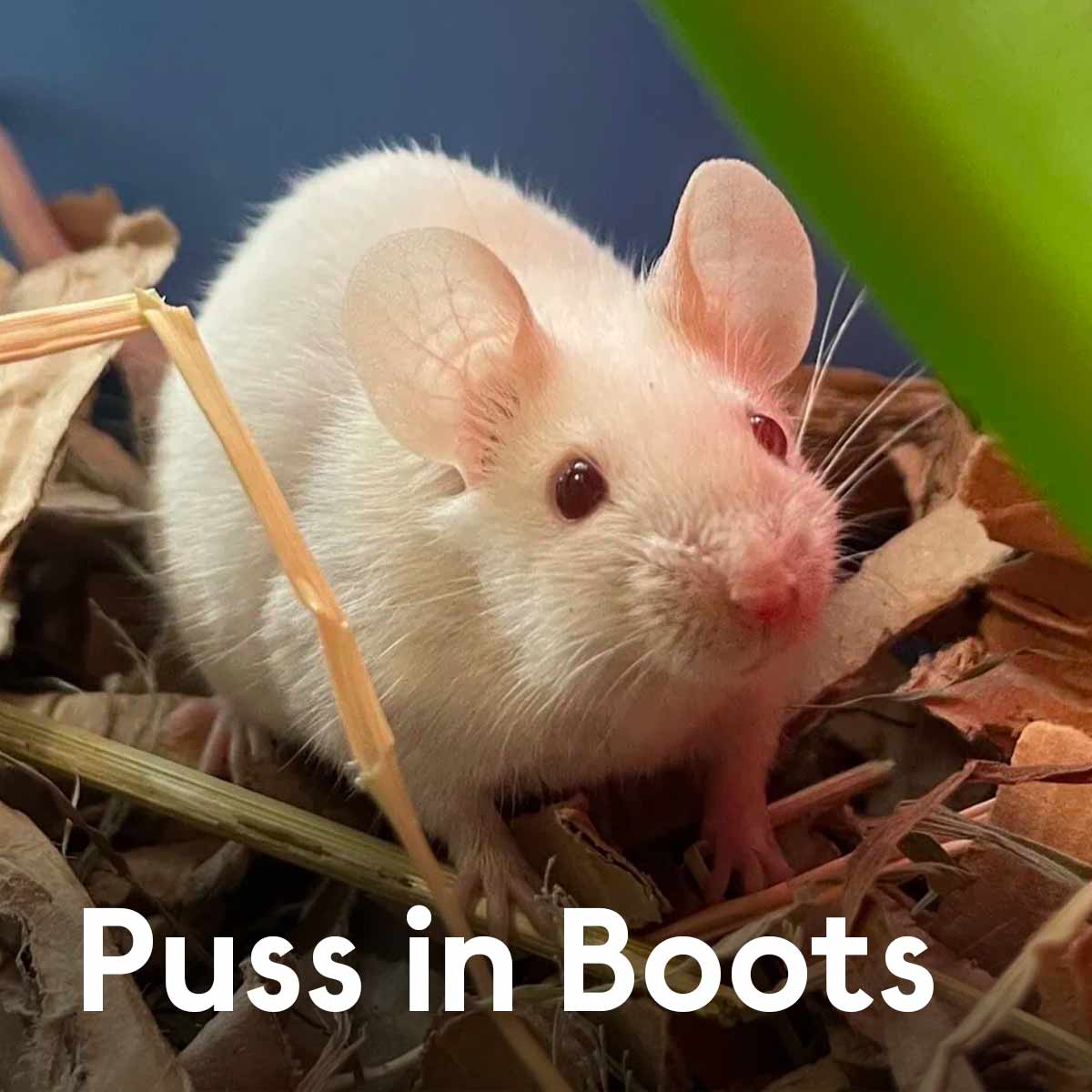 WoodgreenPets's tweet photo. Shrek, Donkey and Puss in Boots are looking for their own kind of swamp! These mice are full of charm, and deserve a fairytale happy-ever-after, even if it’s not in Far Far Away land! 🏰 #MeetOurPets https://t.co/YpF9YvAcha https://t.co/OnCMcutecQ